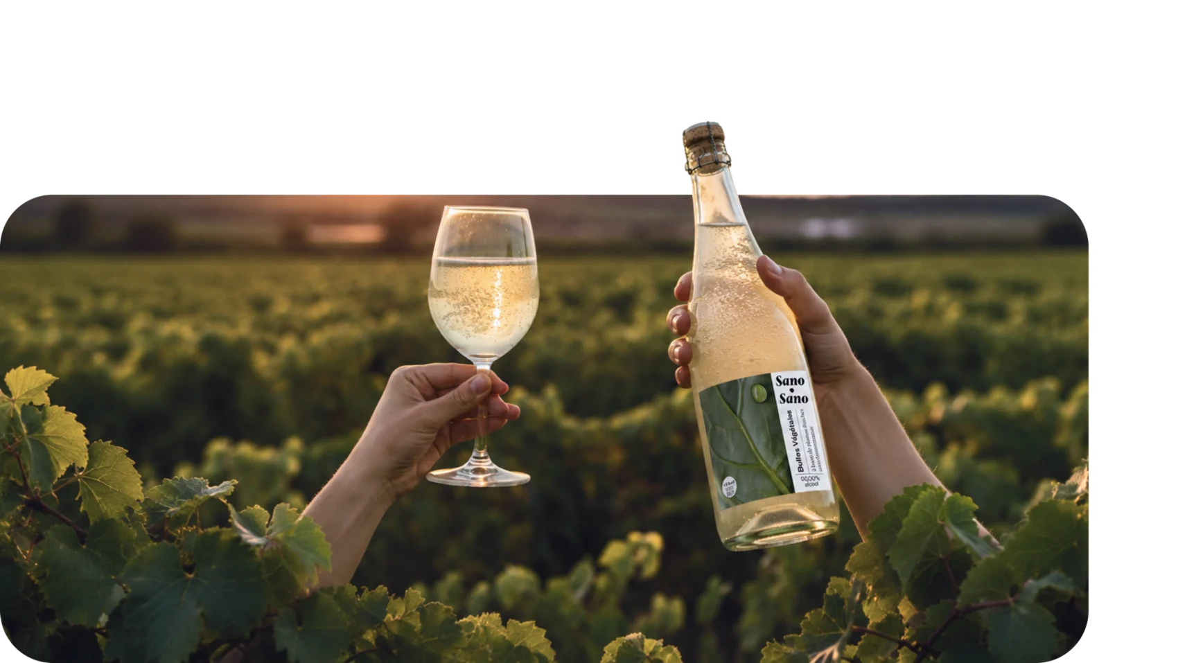 Trinquer dans les vignes au coucher du soleil